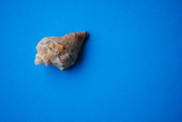 Muschel auf blauen Hintergrund