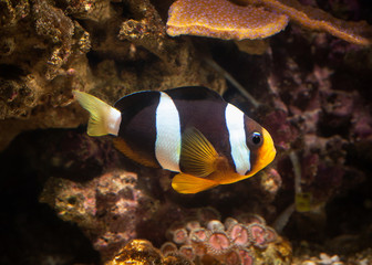 Fototapeta na wymiar Fish. Clown fish in marine aquarium