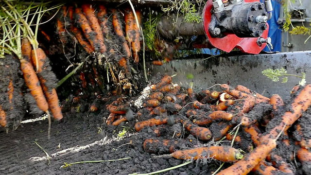Agricultural machinery to transport raw carrots