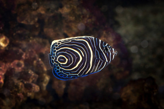 Fish. Pomacanthus navarchus blue girdled angel sea fish