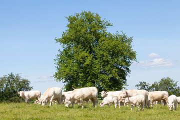 Fototapeta na wymiar Herd of Charolais beef cattle, cows and calves, grazing in spring in a lush green pasture in front of leafy trees in the sunshine