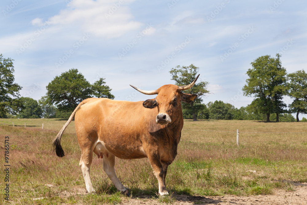 Wall mural single brown aubrac beef cow standing sideways in a pasture in sunshine. a french breed often used a