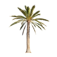 Fototapeta premium Palm tree isolated on white background