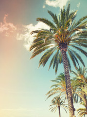 Palm trees over cloudy sky background, old style