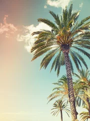 Deurstickers Palmboom Palmbomen over bewolkte hemelachtergrond, oude stijl