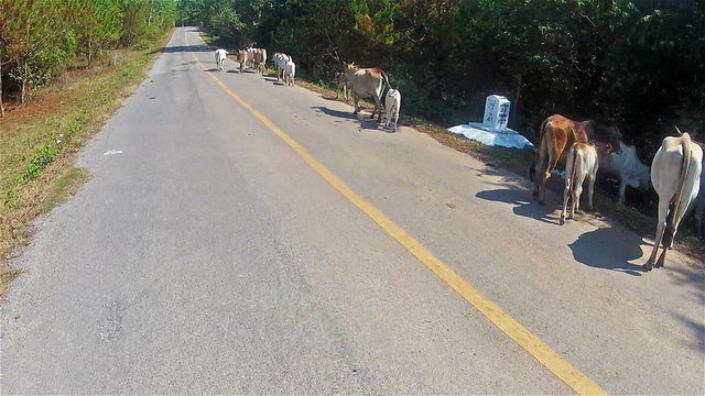 Сows on the road2/Сow on the road, northern Thailand