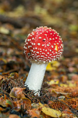  spotted toadstools in the woods