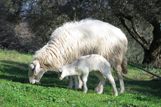 Agnello con pecora