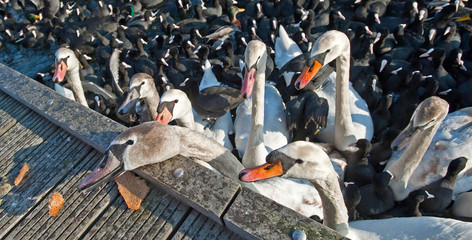 Flock of birds along the shore of an icy lake in winter

