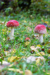 Toadstool on a fall landscape floor