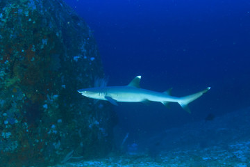 Whitetip Reef Shark