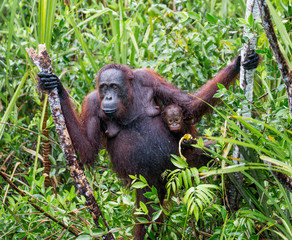 The female of the orangutan with a baby in a thicket of grass. Indonesia. The island of Kalimantan (Borneo). An excellent illustration.