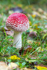 Toadstool on a fall landscape floor