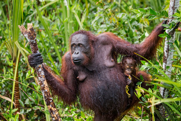 The female of the orangutan with a baby in a thicket of grass. Indonesia. The island of Kalimantan (Borneo). An excellent illustration.