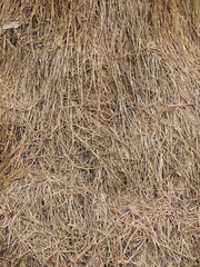 Hay background as a front view of a bale of hay as an agriculture farm and farming symbol of harvest time with dried grass straw as a bundled tied haystack
