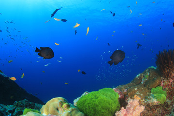 Underwater coral reef and tropical fish