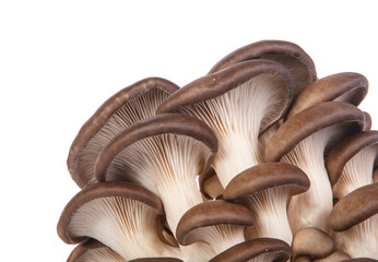 Oyster mushrooms isolated on white background