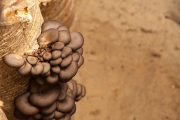 oyster mushrooms grow on a mushroom farm