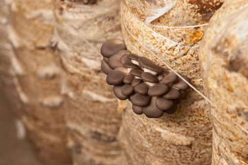 oyster mushrooms grow on a mushroom farm