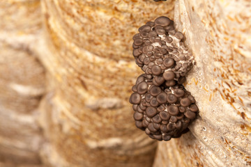oyster mushrooms grow on a mushroom farm