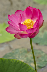 lotus flower in color