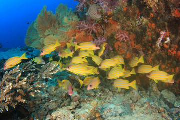 Fototapeta na wymiar Fish school in Ocean underwater