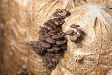 oyster mushrooms grow on a mushroom farm