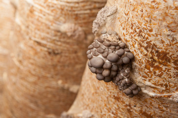 oyster mushrooms grow on a mushroom farm