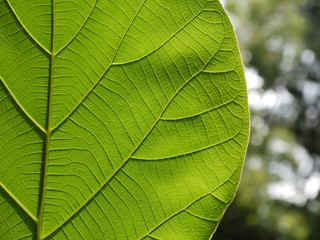 Naklejka na ściany i meble Green teak leaves with beautiful natural