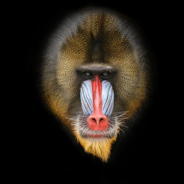 Portrait of the adult male mandrill