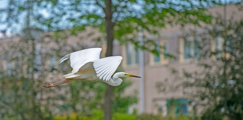 Great white egret flying along houses in spring