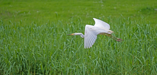 Great white egret flying over a canal in spring