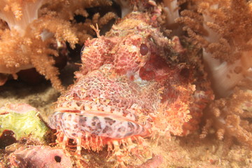 Scorpionfish