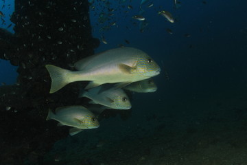 Fish school in Ocean underwater