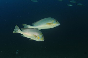Fish school in Ocean underwater