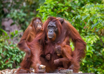 The female of the orangutan with a baby feeding place. Indonesia. The island of Kalimantan (Borneo). An excellent illustration.