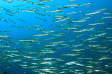 Obraz premium Fish school in Ocean underwater
