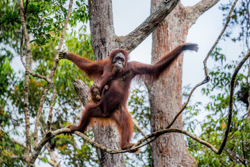 Obraz premium The female of the orangutan with a baby in a tree. Indonesia. The island of Kalimantan (Borneo). An excellent illustration.