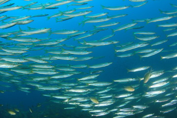 Obraz premium Fish school in Ocean underwater
