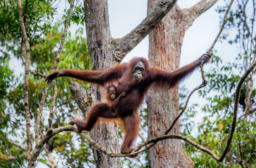 The female of the orangutan with a baby in a tree. Indonesia. The island of Kalimantan (Borneo). An excellent illustration. © gudkovandrey