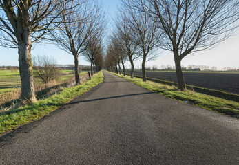 Long rural road with bare trees on both sides