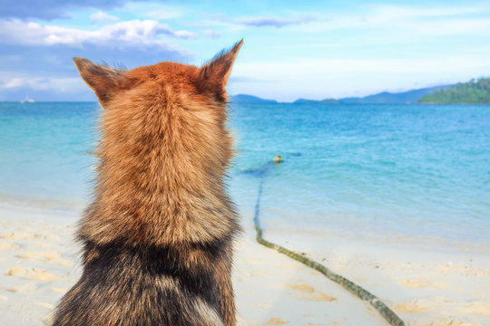 Alone Dog On Beach Sand Looking Out To Sea