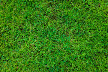 Green grass background