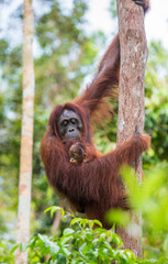 The female of the orangutan with a baby in a tree. Indonesia. The island of Kalimantan (Borneo). An excellent illustration.
