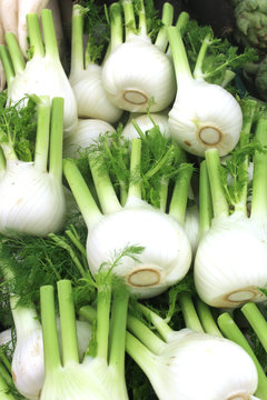 fenouil