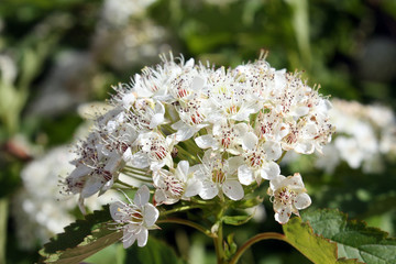  white flower of pyracantha