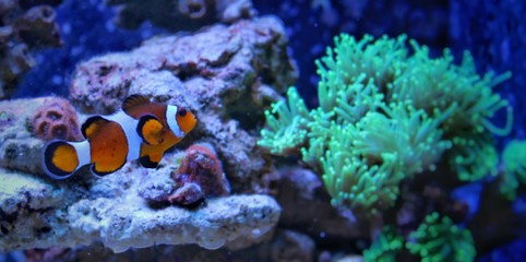 Fototapeta na wymiar Clownfish (real nemo) in Marine aquarium