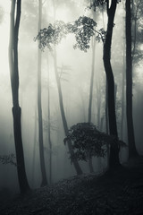 fantasy forest vertical photo