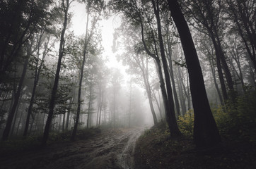foggy path in forest