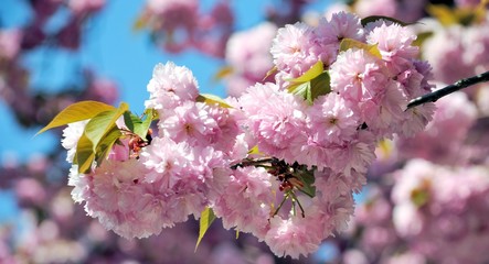 Sakura twig